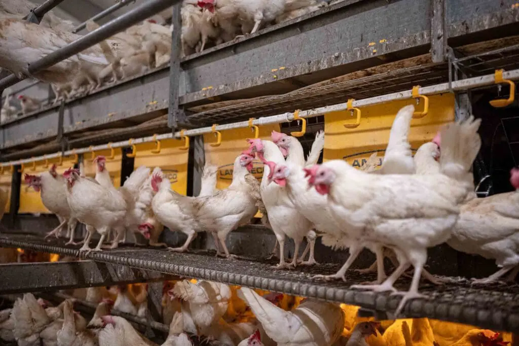 White hens in a LANDMECO layer aviary system designed for cage-free egg production and animal welfare.