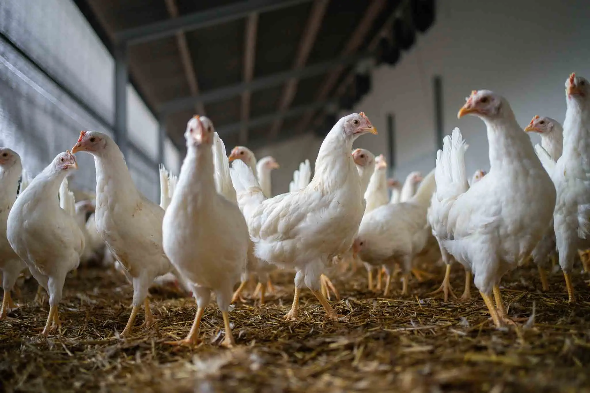 Healthy white broiler chickens standing on straw bedding in a modern, well-ventilated poultry production house.