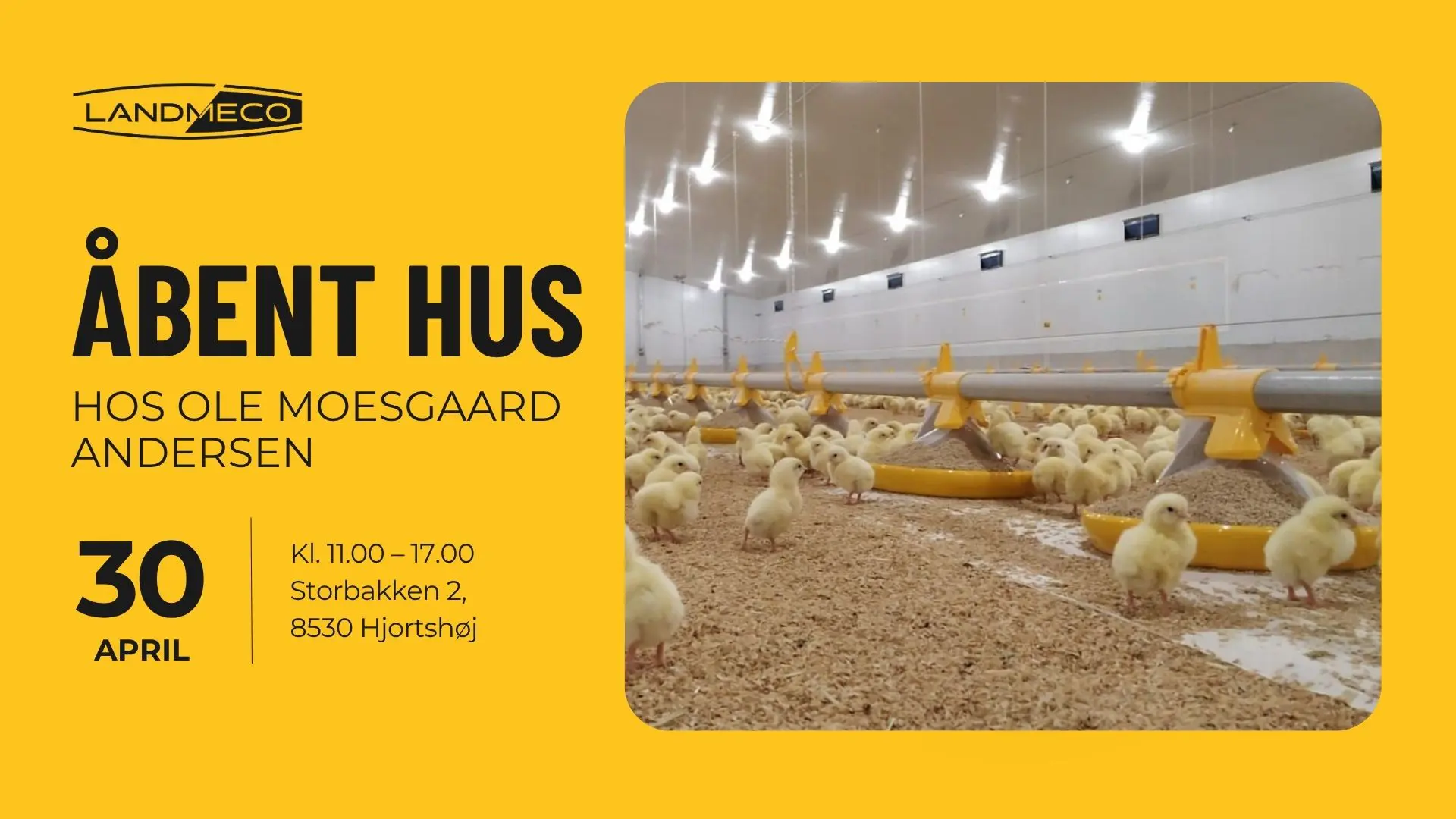 Gul plakat for åbent hus hos Ole Moesgaard Andersen med slagtekyllinger og LANDMECO staldudstyr.