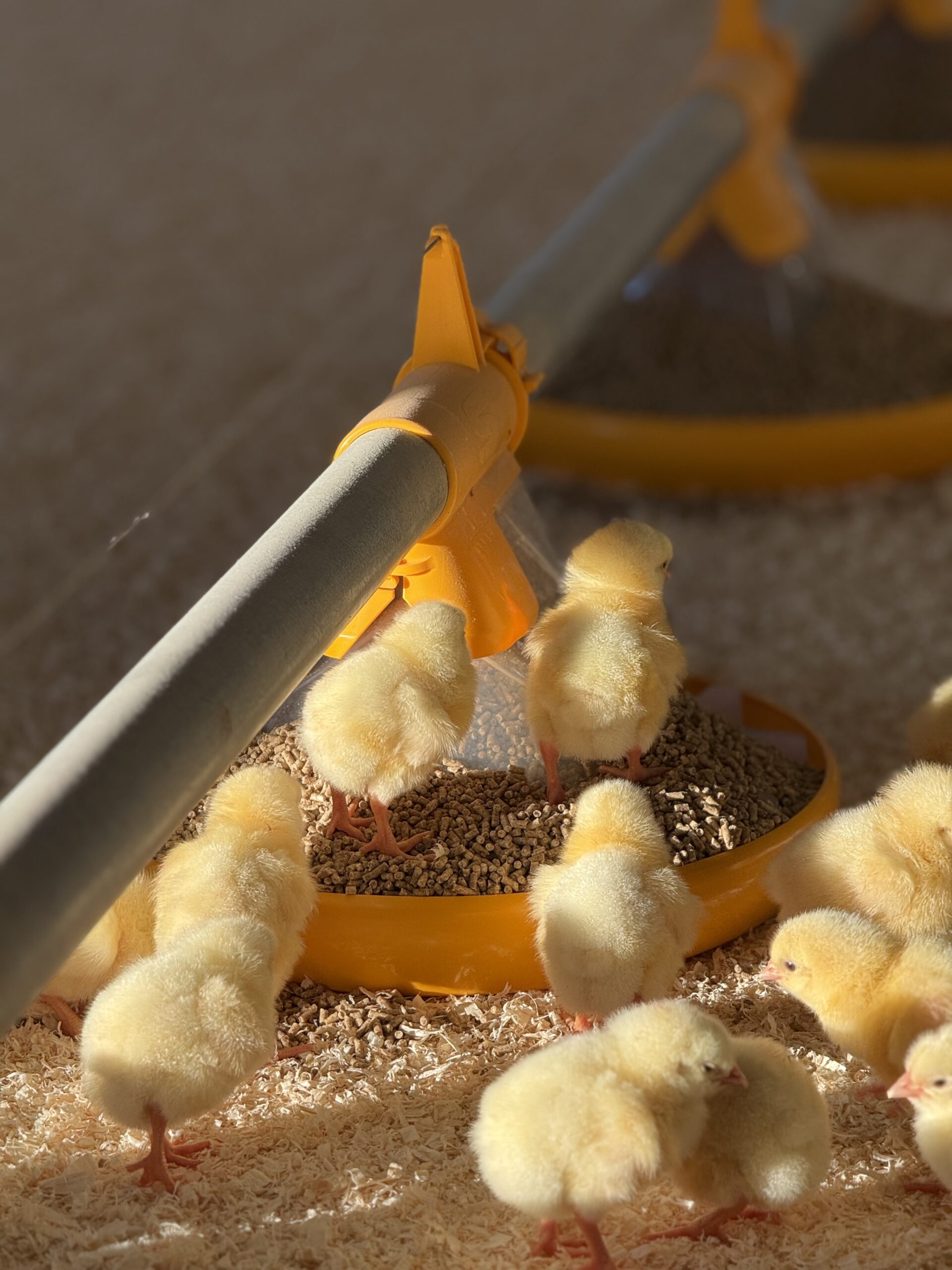 Chicks feeding from a LANDMECO Kick-off 330 pan feeder at Berg Lille Farm, Norway.