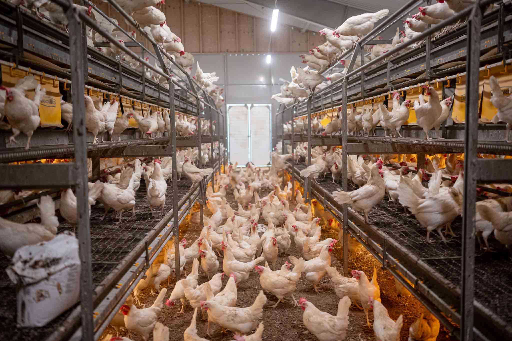 LANDMECO multi-tier layer aviary system with cage-free chickens and integrated manure belts for efficient production.