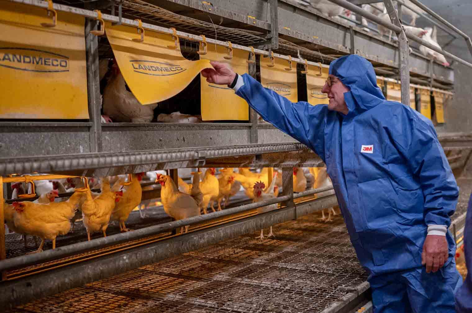 Two people in blue protective suits inspecting white chickens in a modern poultry house with multi-level nesting boxes.