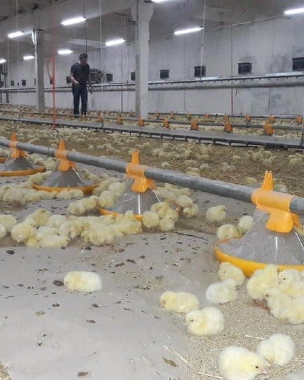 Day-old chicks feeding from LANDMECO Kick-off pans in a modern broiler facility.