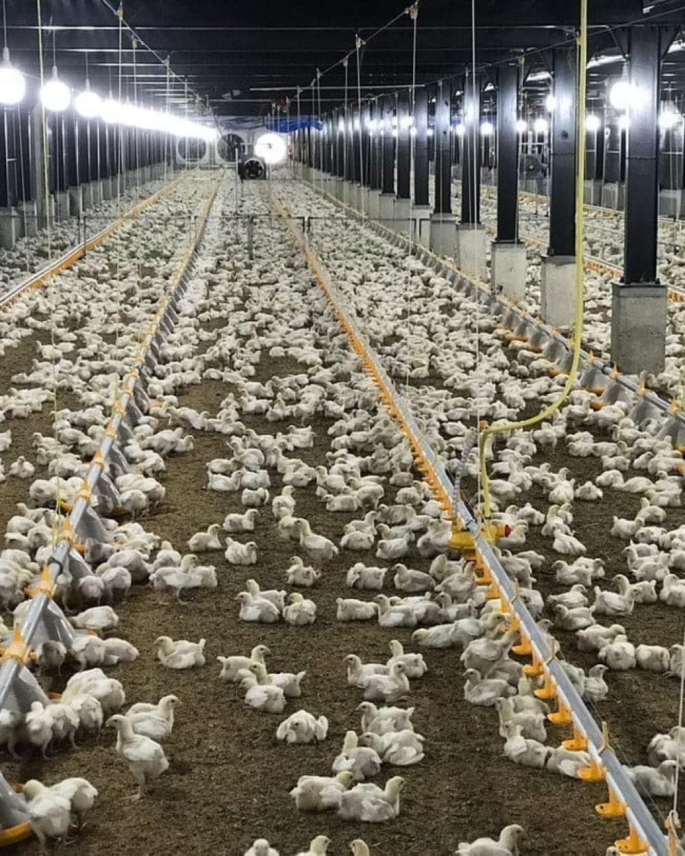 White broiler chicks in a large poultry house with LANDMECO automated pan feeding and drinking systems.
