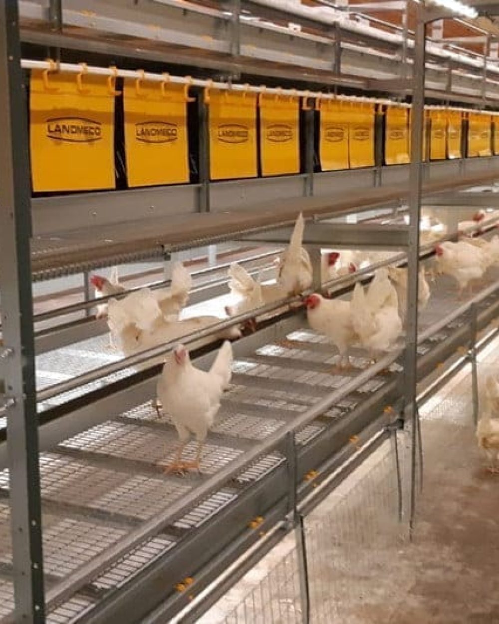 White hens in a LANDMECO multi-tier aviary system for cage-free egg production.