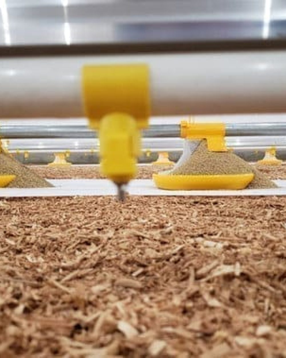 Close-up of LANDMECO nipple drinker and yellow Kick-off feed pans on wood shavings in a broiler house.