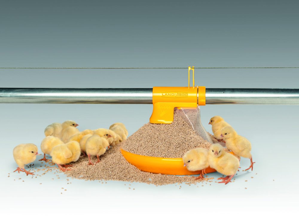 Yellow broiler chicks eating from a LANDMECO Kick-off 330° pan feeding system with automatic 330-degree feed overflow.
