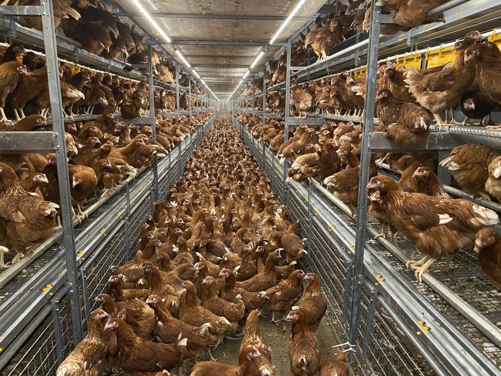 Brown hens in a LANDMECO Combo Plus multi-tier aviary system for cage-free egg production and improved animal welfare.