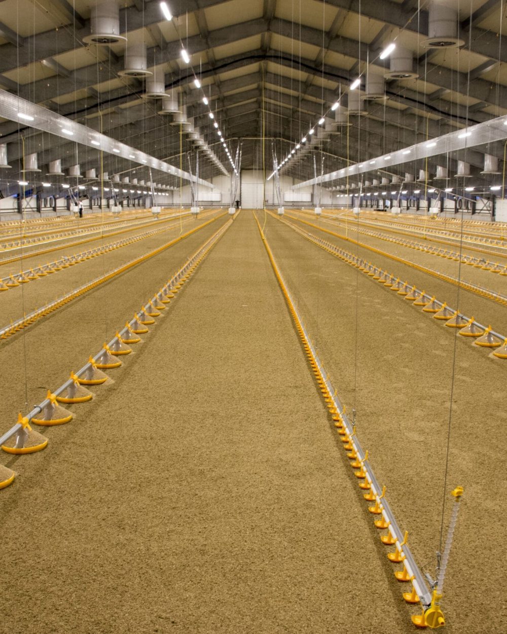 Interior of a broiler house featuring LANDMECO's automated pan feeding and drinking systems.