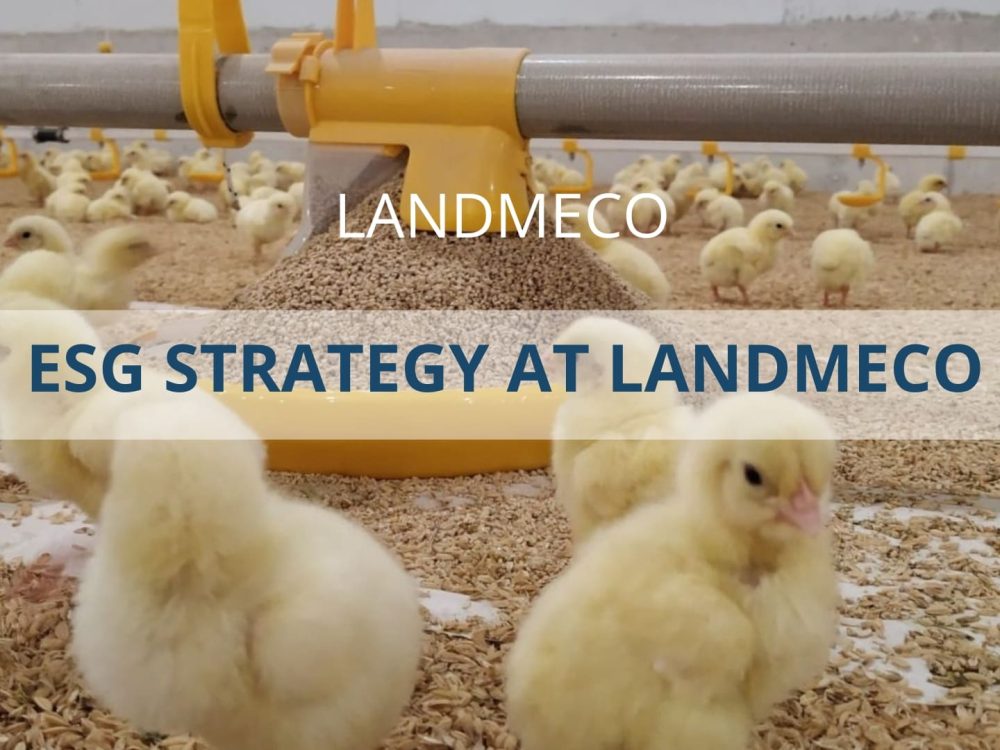 Chicks with LANDMECO pan feeding equipment in a poultry house featuring ESG strategy text overlay.