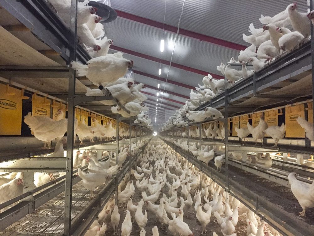 White chickens in a multi-tier LANDMECO Aviary System Xtra house with yellow nesting flaps and central corridor.