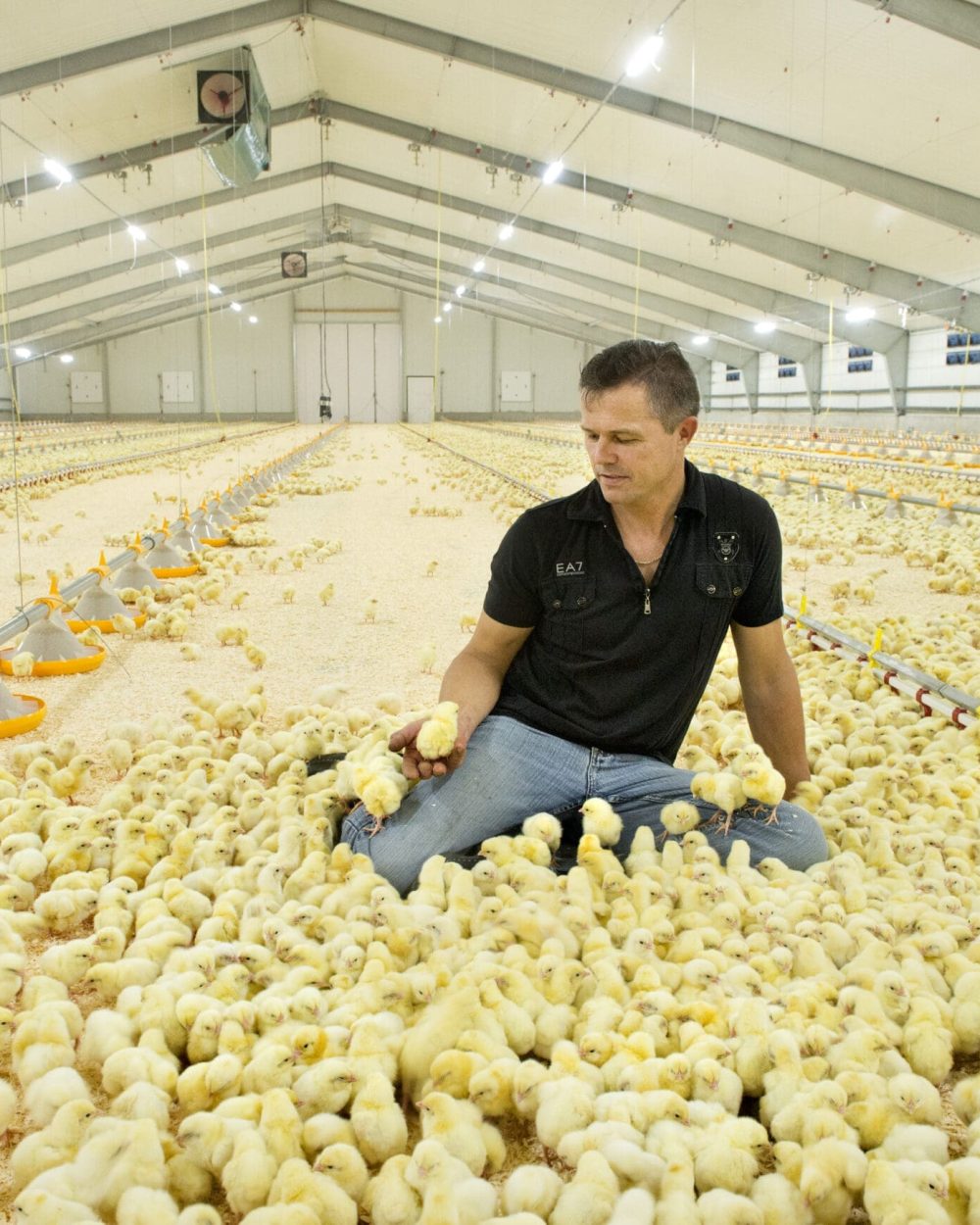 Producer inspecting day-old broiler chicks in a house with LANDMECO automated feeding and drinking systems.