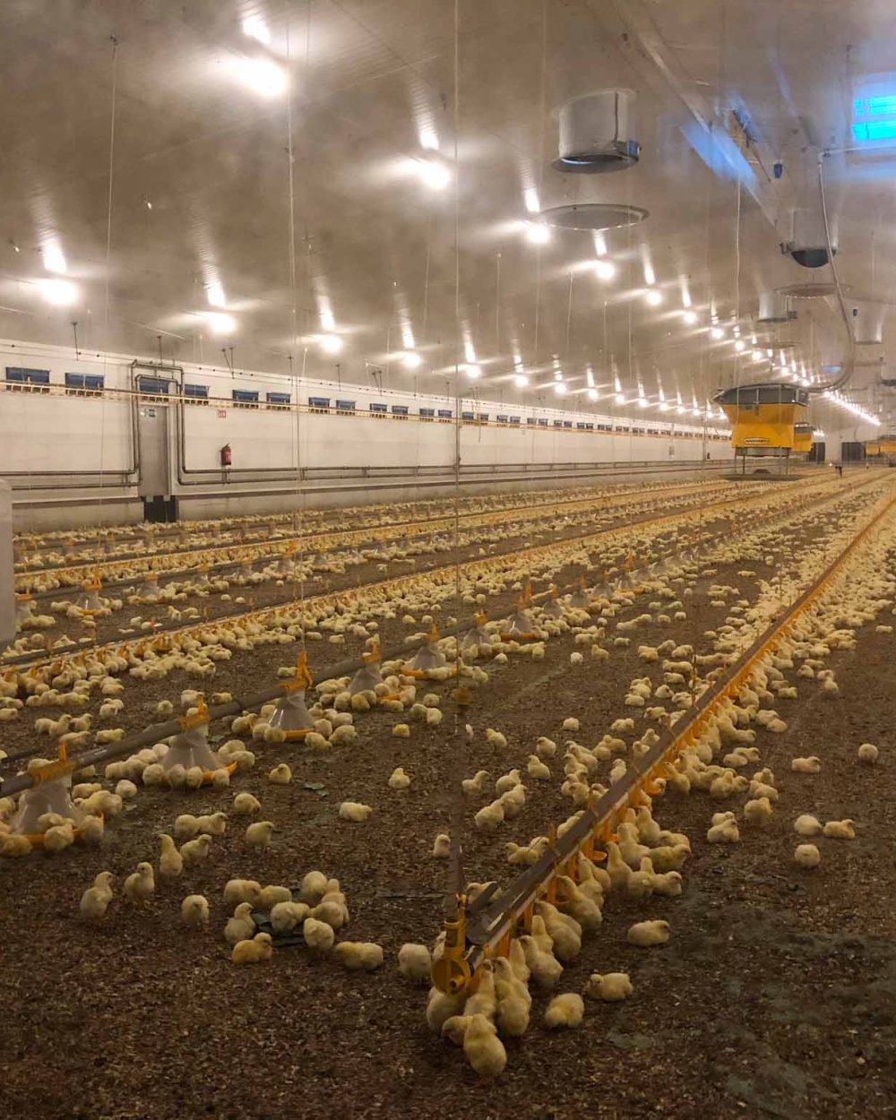 Large poultry house with yellow Kick-off pan feeders, drinking lines, and day-old broiler chicks on bedding.