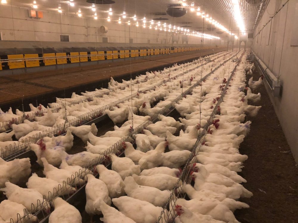 Hvide forældredyr ved LANDMECOs automatiske kædefodersystem i en moderne stald med fokus på ensartet vækst.