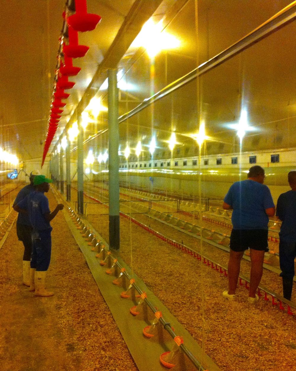 Personnel inspecting a poultry house with LANDMECO automated broiler feeding and drinking systems.