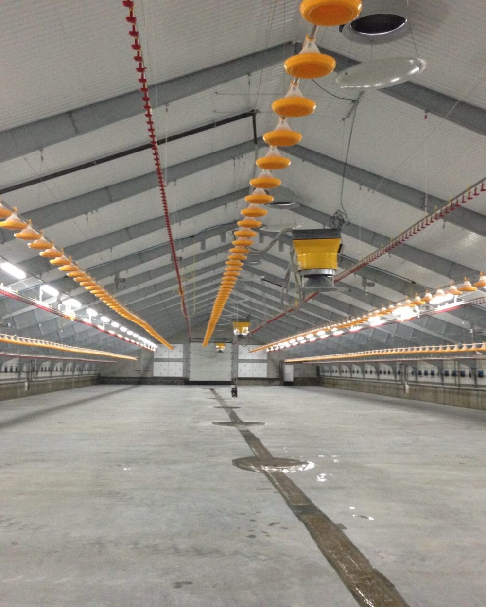 Modern poultry house with LANDMECO broiler feeding pans and nipple drinking lines for efficient farm management.