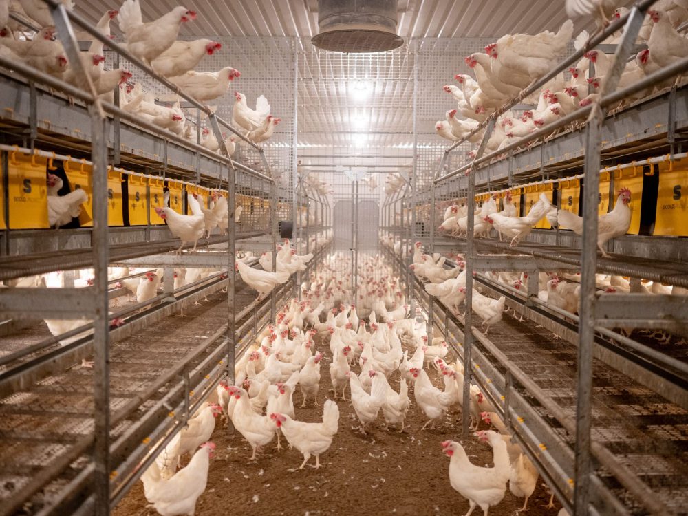 White laying hens in a multi-tier LANDMECO Combo aviary system designed for welfare and egg handling.