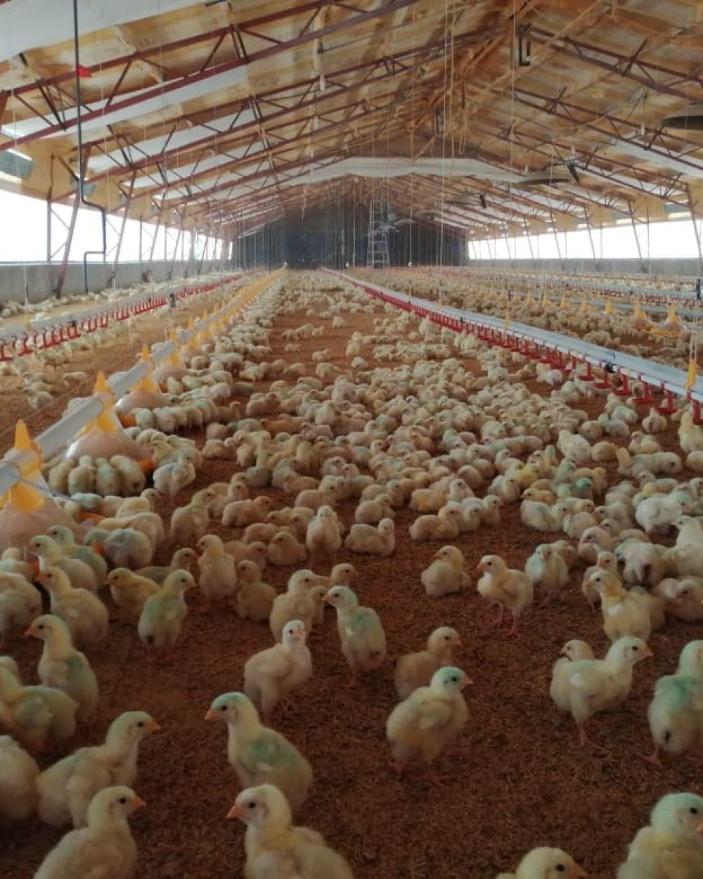 Thousands of chicks in a poultry house with LANDMECO pan feeders and automated drinking systems.