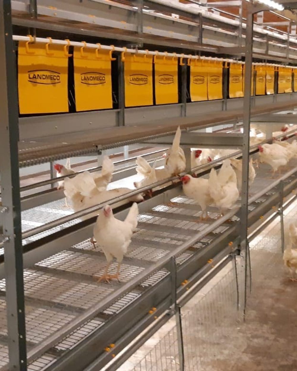 White chickens in a LANDMECO multi-tier aviary system with yellow nesting curtains for cage-free egg production.