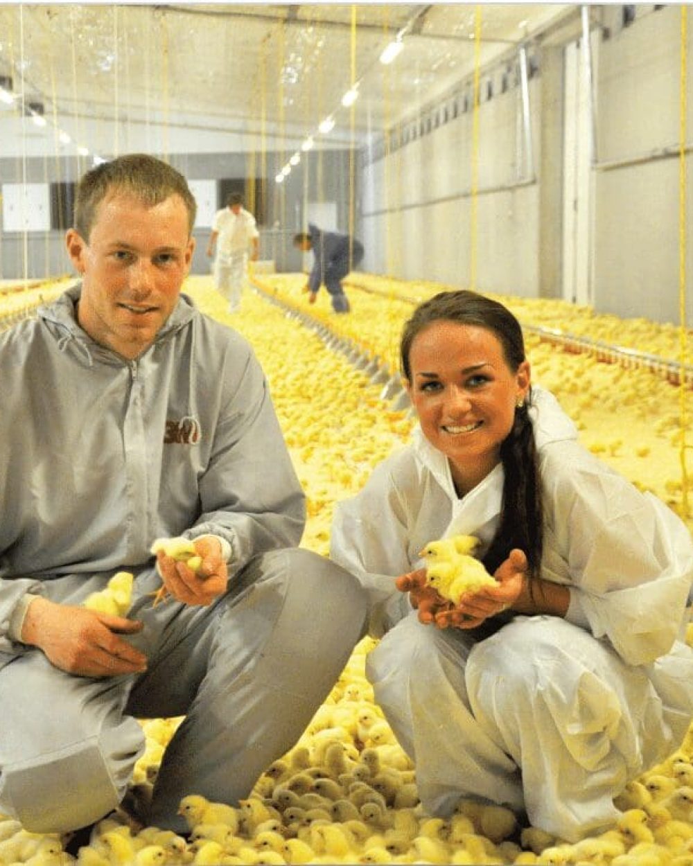 Poultry producers in a 1250m2 broiler house with day-old chicks and LANDMECO automated feeding systems.