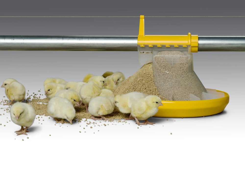 Broiler chicks feeding from a LANDMECO Kick-off 160° pan feeding system with controlled overflow.