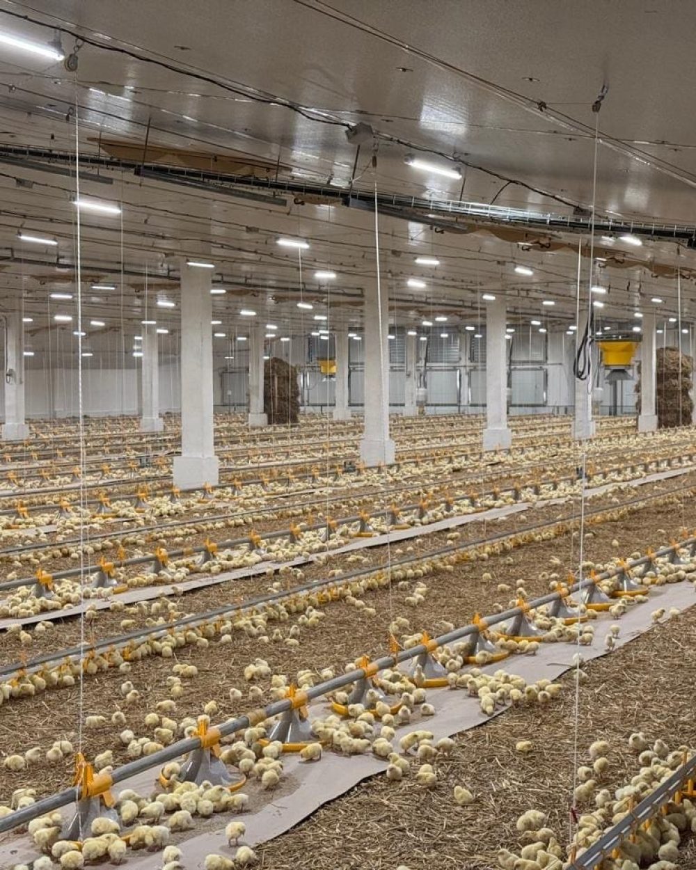 Thousands of chicks in a broiler house with LANDMECO Kick-off 330 feeding and drinking lines in Chmielnicki, Ukraine.