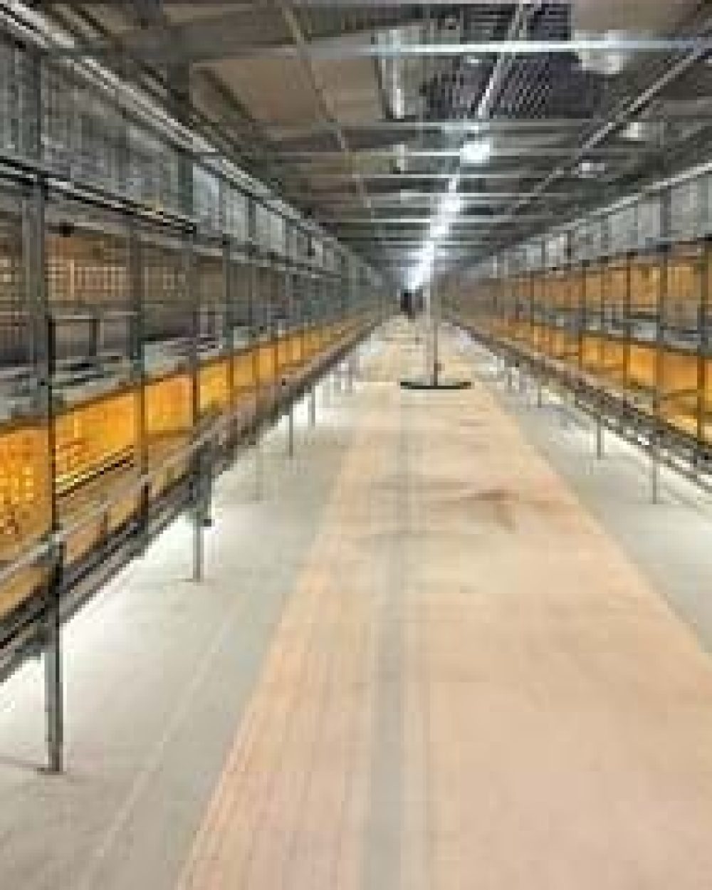 LANDMECO Highraise multi-tier aviary system featuring manure belts and efficient lighting for professional poultry houses.