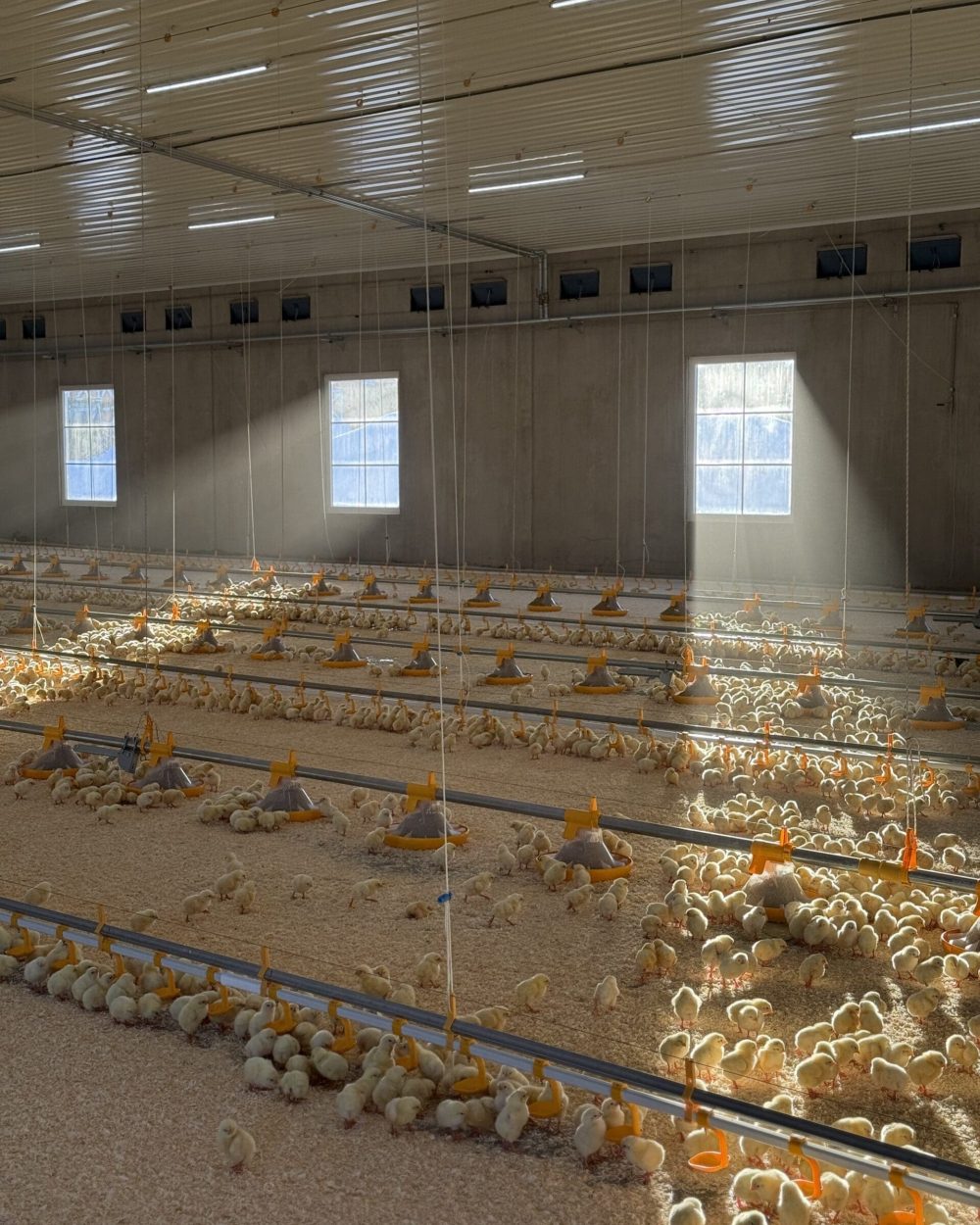 Day-old chicks in a broiler house using Landmeco Kick-off 330 pan feeding and drinking systems at Berg Lille Farm, Norway.