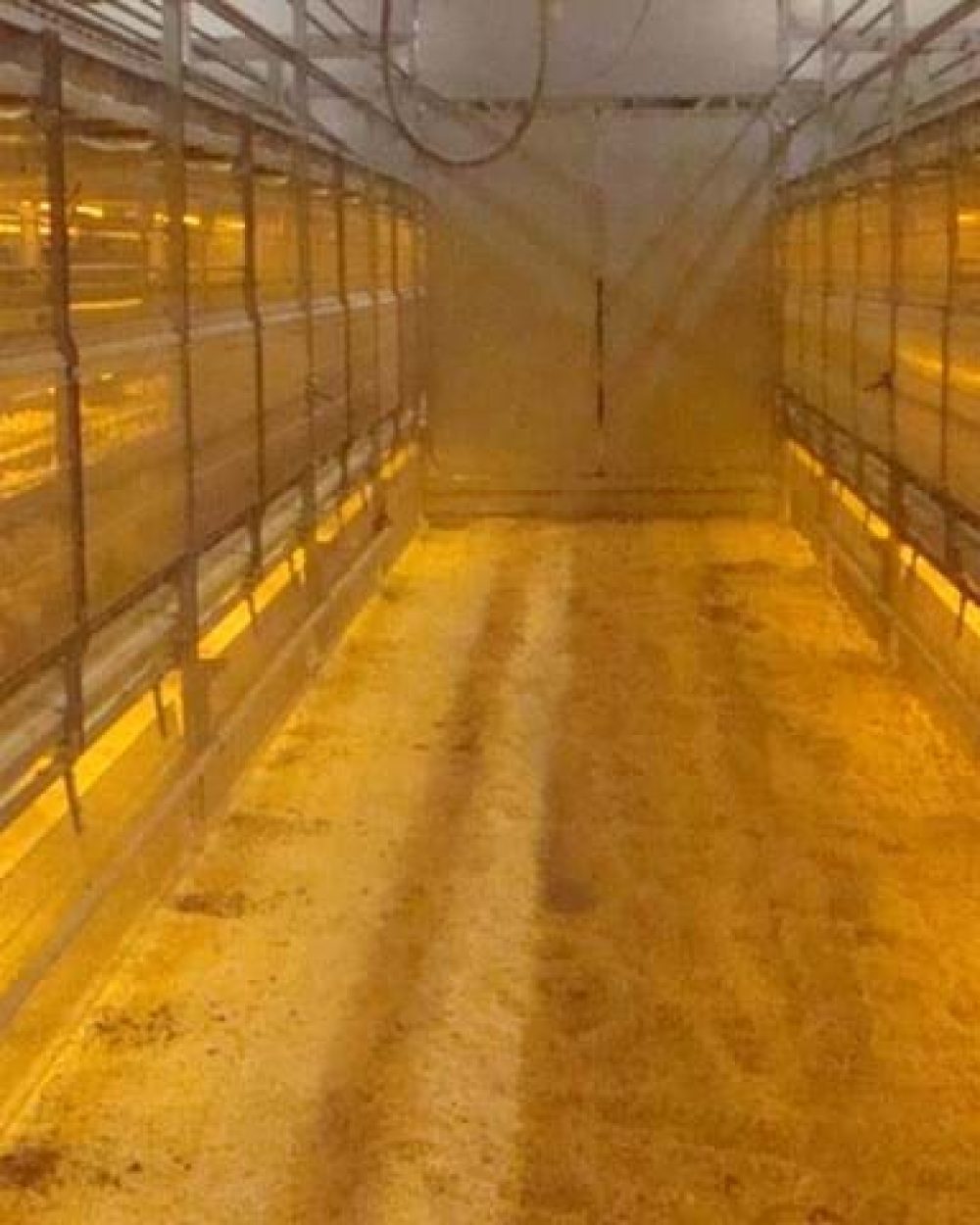 Automated LANDMECO multi-tier rearing system for pullets with chicks in a climate-controlled poultry house.
