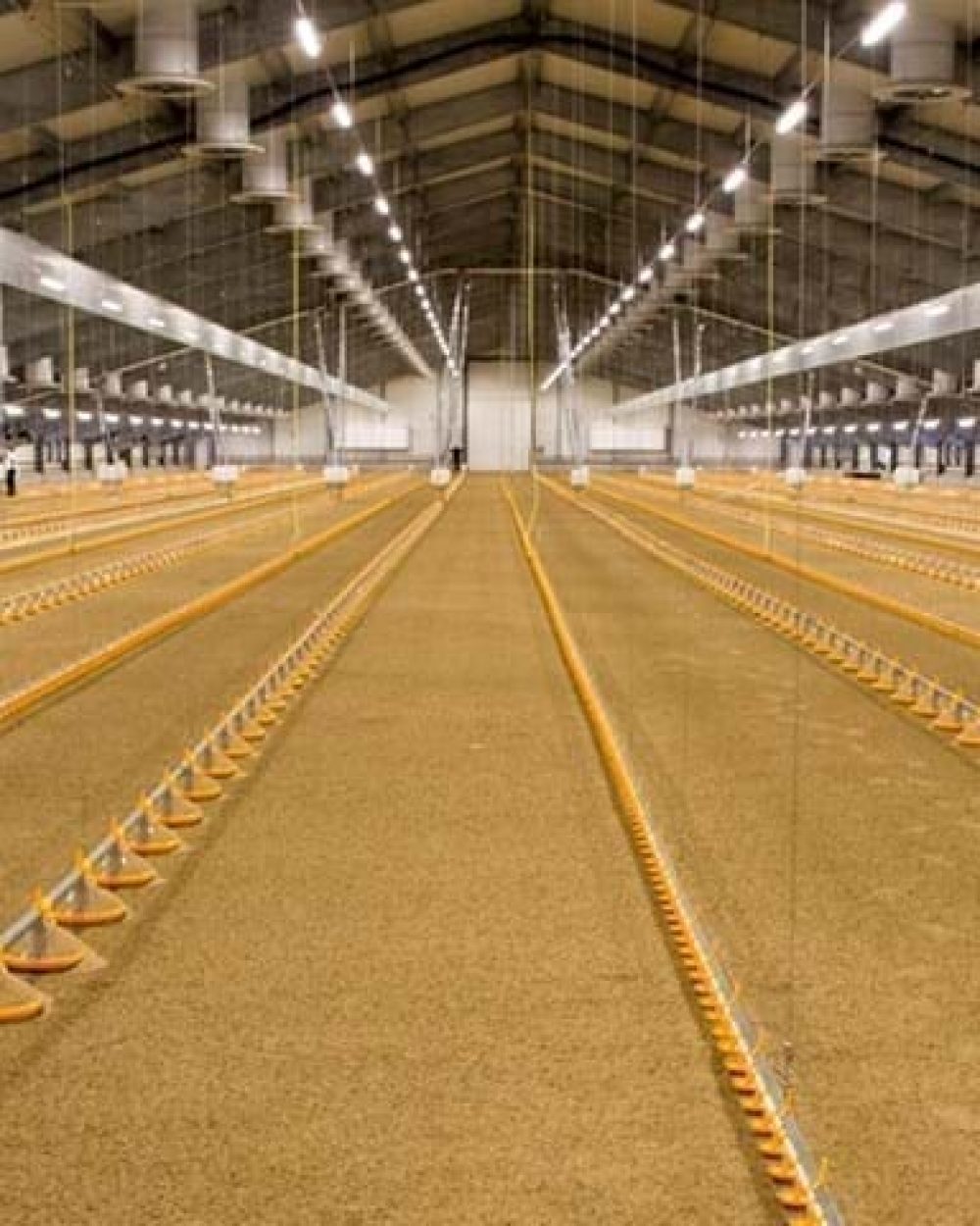 Interior view of a large broiler house featuring LANDMECO's yellow pan feeders and automated drinking lines.