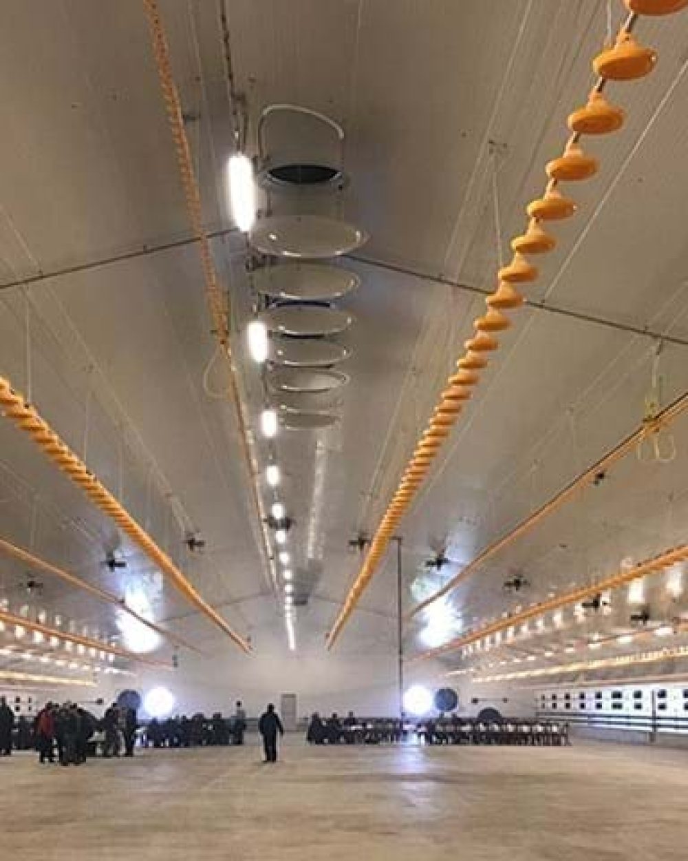 Interior of a modern poultry house featuring LANDMECO automated pan feeding and drinking systems for broiler production.