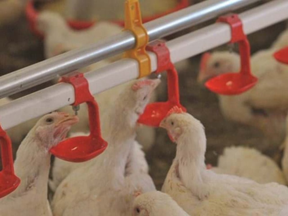 White broiler chickens drinking from an automated nipple watering system with red drip cups in a poultry house.