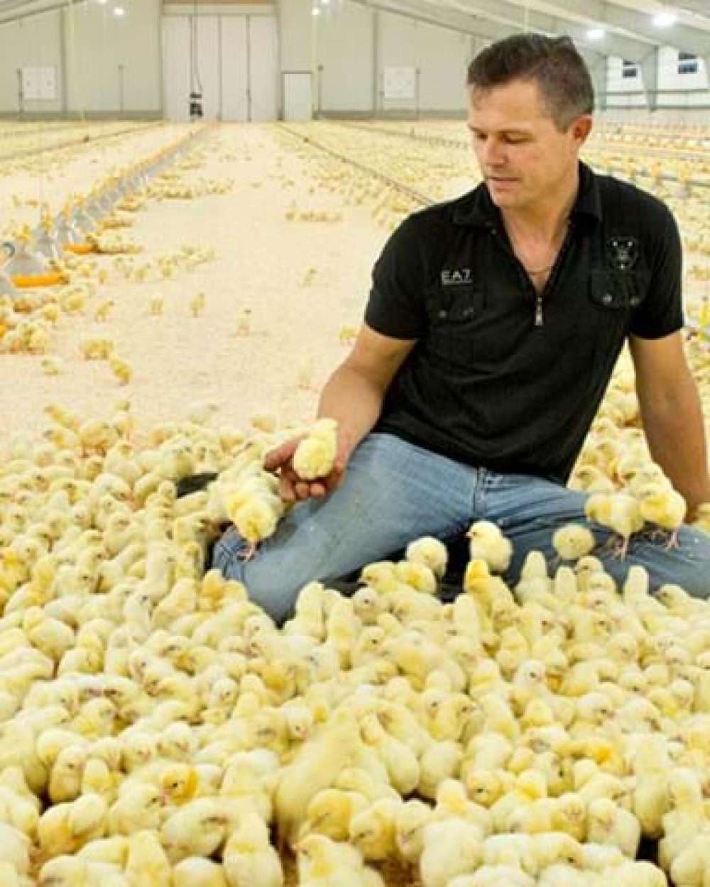 Poultry producer with broiler chicks in a house featuring LANDMECO's automated pan feeding and drinking systems.