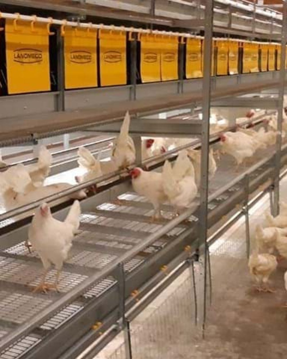 White layers in a multi-tier LANDMECO aviary system with yellow nesting units and wire flooring.