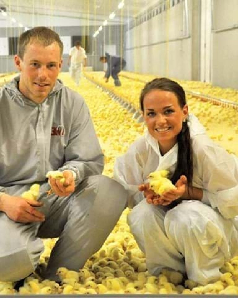 Producers Runar and June with day-old chicks in a LANDMECO automated broiler house featuring pan feeding systems.