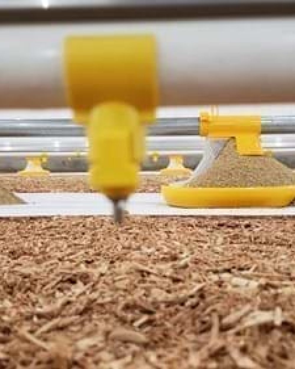 LANDMECO yellow pan feeding system and nipple drinker for broiler chicks on wood shaving litter.