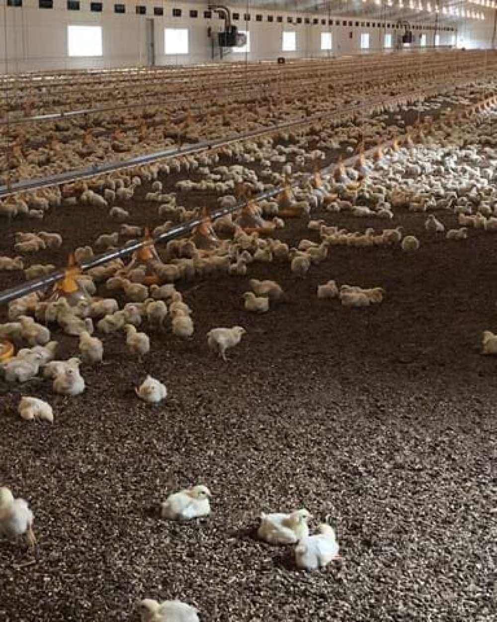 LANDMECO broiler feeding system with yellow pans and drinking lines in a modern poultry house with young chicks.