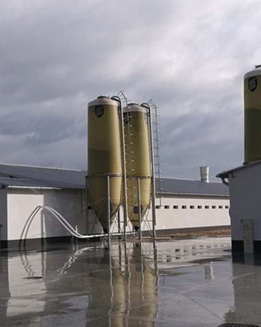 Modern poultry houses with feed silos and automated systems for efficient broiler and layer production by LANDMECO.