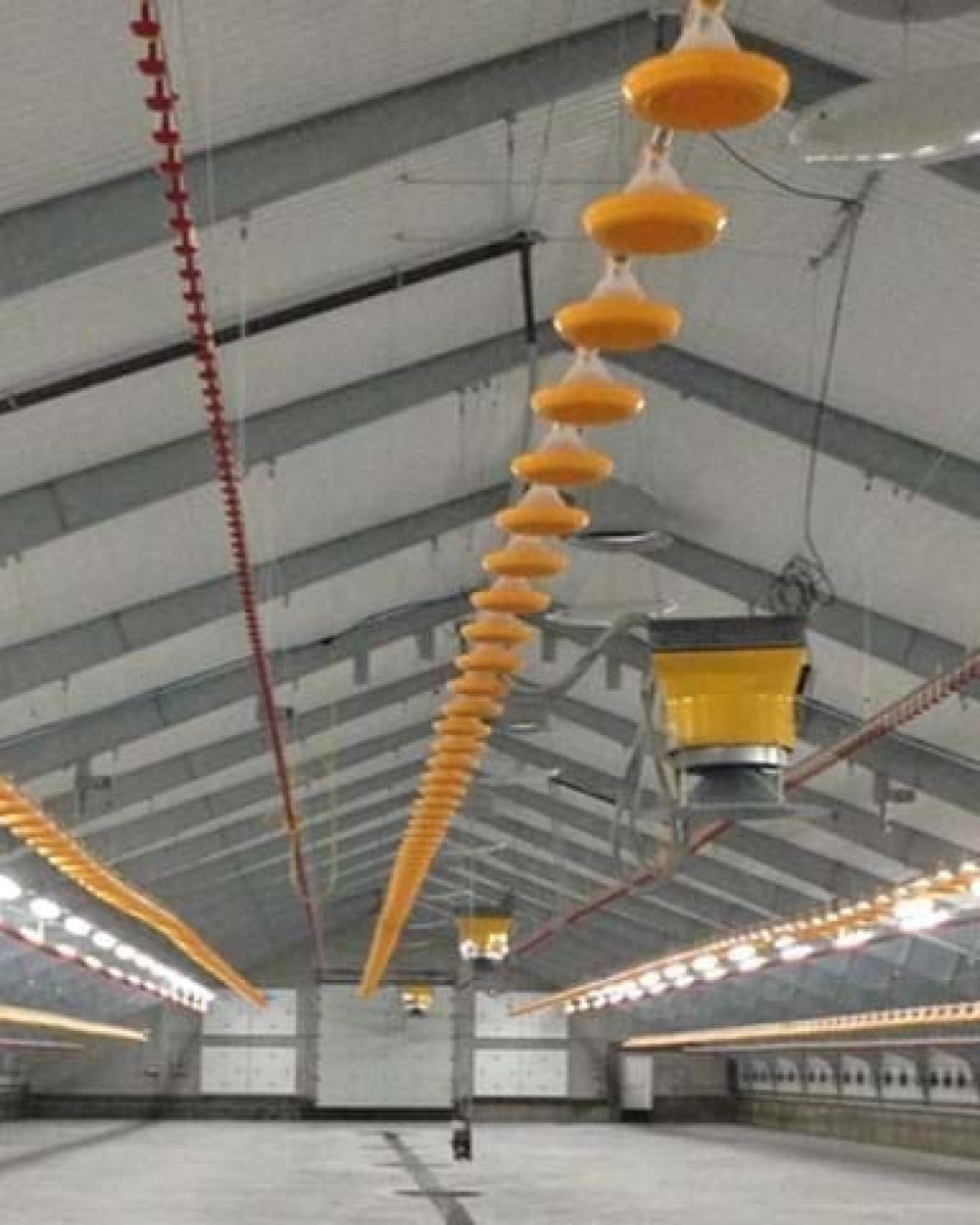 Interior of a poultry house with LANDMECO yellow pan feeders and red nipple drinking lines for broiler production.