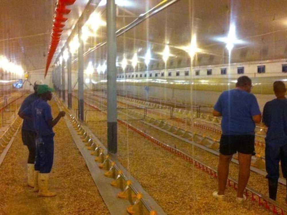 Personnel inspecting a LANDMECO broiler house with automated pan feeding and drinking systems for optimal bird management.