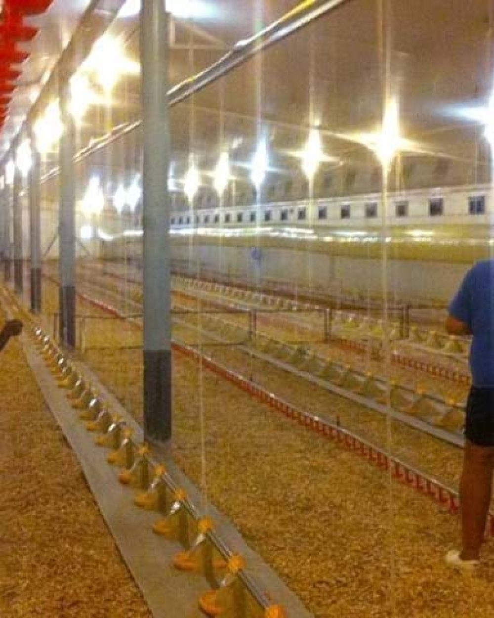 Personnel inspecting a LANDMECO broiler house with automated pan feeding and drinking systems for optimal bird management.
