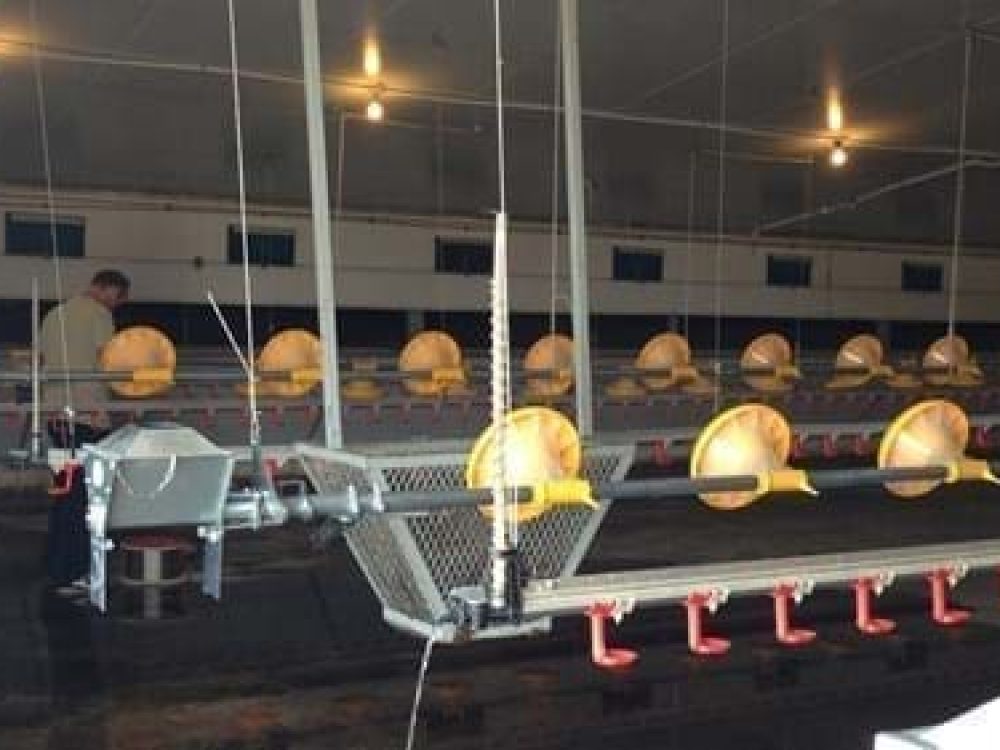 Automated LANDMECO pan feeding and drinking systems in a modern broiler house with a technician performing maintenance.