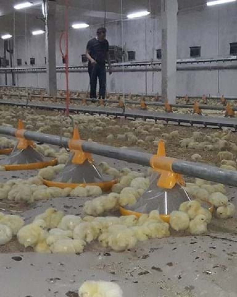 Day-old chicks eating from LANDMECO Kick-off pan feeding system in a large-scale poultry house with straw bedding.