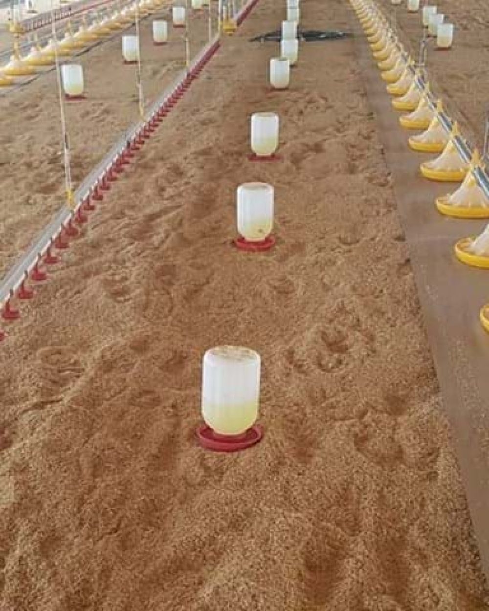 LANDMECO automated broiler pan feeding lines and chick starters in a poultry house for efficient early feeding.